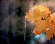 Осень. Фото: YouTube, скрин