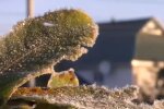 Заморозки в Украине. Фото: скриншот YouTube-видео
