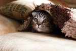 Котик