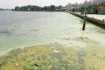 Аномальная жара обернулась бедой на Днепропетровщине: не выдержали тысячи