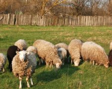 В Бельгии возьмут на работу 100 овец: но сначала нужно пройти испытательный срок