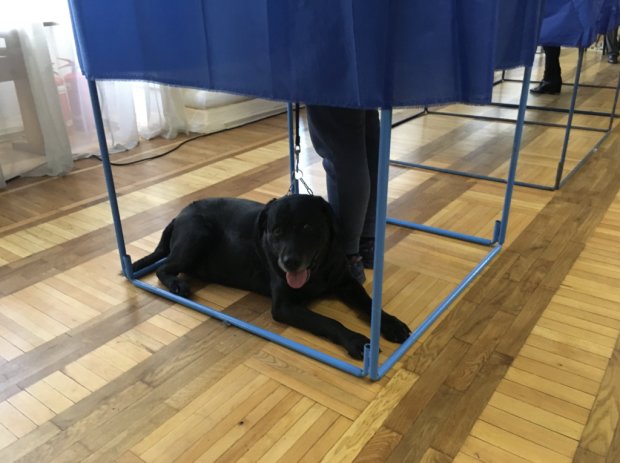 Все на выборы: Голосовать за нового президента Украины приходят даже собаки