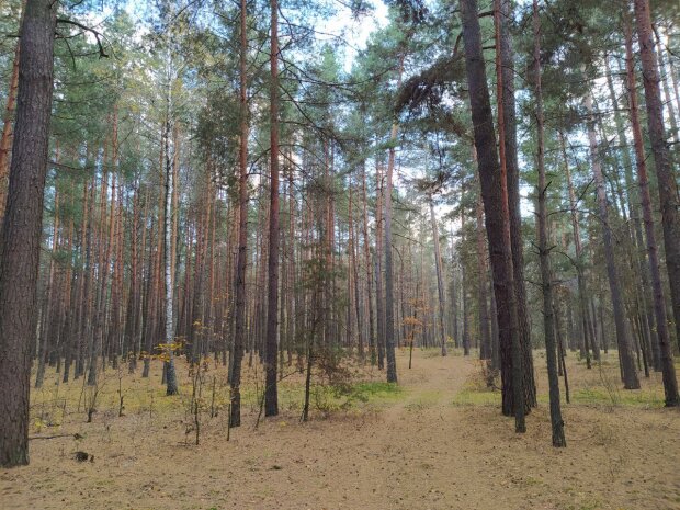 Ліс, режим тиші, дикі тварини, сезон розмноження тварин. Фото: Стіна