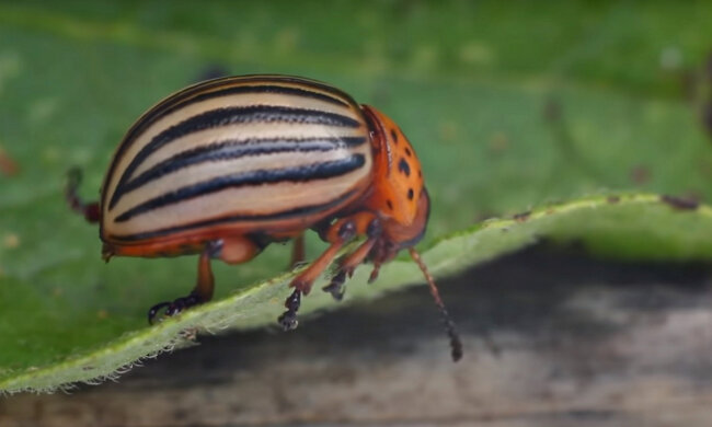 Колорадский жук. Фото: скриншот YouTube-видео.