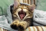 Симпатичный котик отвечает хозяйке во время принятия ванны. Видео, которое покорило сеть