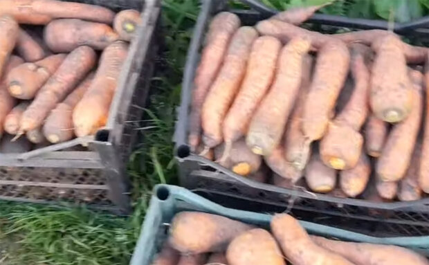 Морковь.Фото: youtube.com