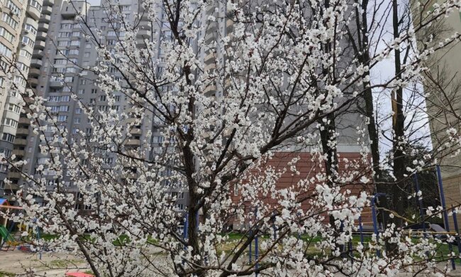Після морозної ночі — різкий розворот: 22 квітня принесе сонце, але не всім пощастить