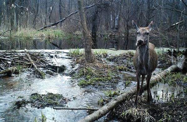 ТОП-7 самых популярных мифов о Чернобыле, в которые верят все: Мутанты, выжженная земля, черная материя