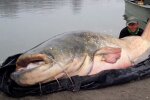 Рыбаки выловили гигантского сома, тащили монстра втроем. Фото: скриншот видео