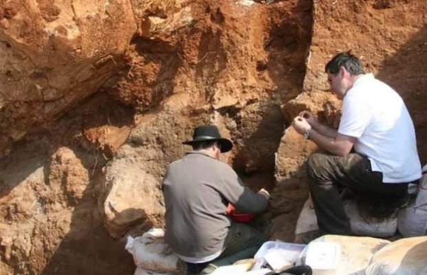 Уникальное открытие: на острове Кенгуру найден трилобит-гигант возрастом 500 миллионов лет