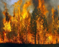 Россия в огне: в Красноярске пылает 270 тысяч гектар тайги – сайт