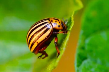 Колорадский жук. Фото: YouTube