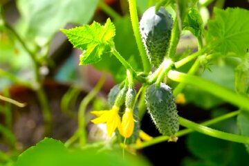 Огірки. Фото: YouTube