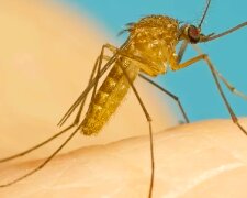 Комары. Фото: YouTube