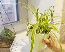 Комнатные растения. Фото: YouTube