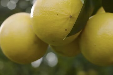 Цитрусові скріншот з YouTube