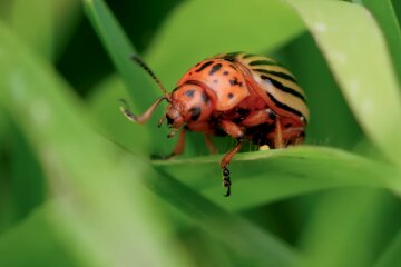 Колорадський жук. Фото: YouTube