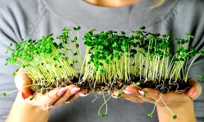 Микрогрин. Фото: YouTube