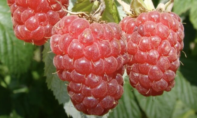 Малина, скріншот з YouTube