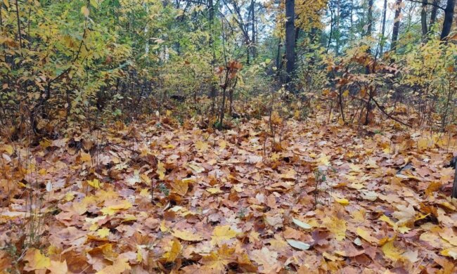 Погода в Україні на 22 жовтня: потепління з півдня, мінлива хмарність і попередження про заморозки