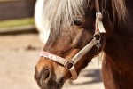 Одинокий пони наделал шуму в Киеве: животное задержали "для установления личности" (фото)