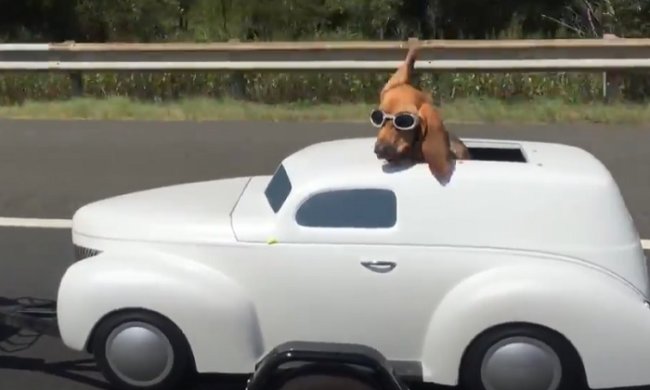 Китаец перевозил собаку на крыше: полиция негодует. Фото: скриншот YouTube