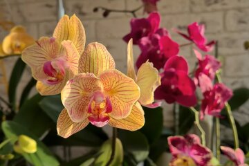 Орхідея. Фото: YouTube