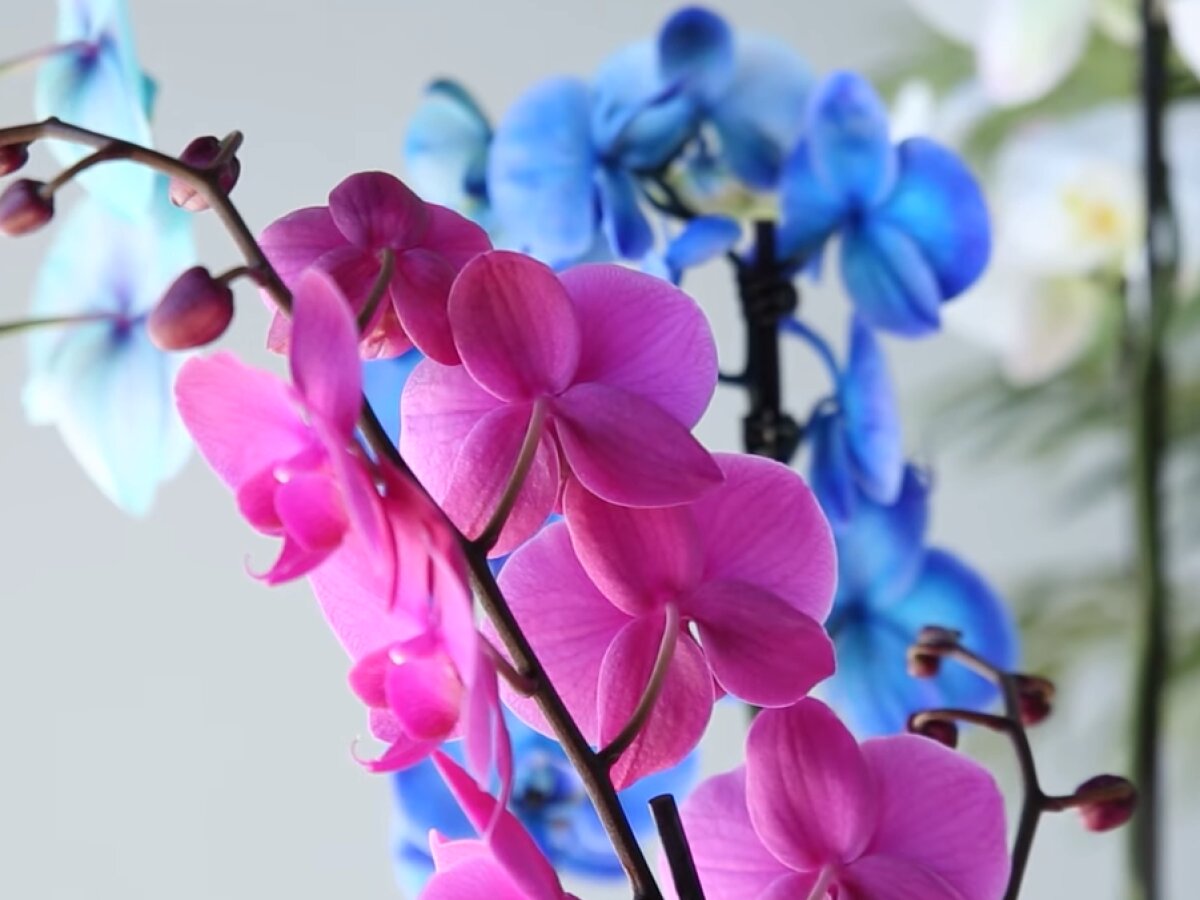 Корни отрастут и цветок ободрится: каким раствором можно вернуть орхидею к  жизни