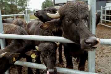 Перетворити болото на золото — як фермеру заробляти на палюдикультурі