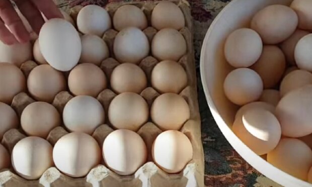 Домашние яйца на продажу, фото: youtube.com