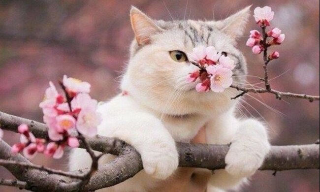 Погода, весна, потепління. Фото: Стіна