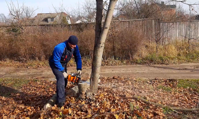 Придется срубить: в Украине запретили огромный список деревьев - от дуба до ореха.  Фото: YouTube