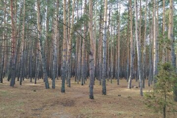 Осень. Фото: "Стена"