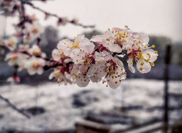 Цветы в снегу. Фото: facebook