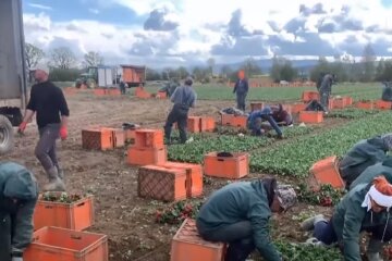 Украинские заробитчане в Польше. Фото: скриншот Youtube