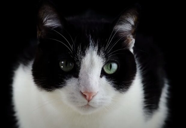 Котик. Фото: YouTube, скрін