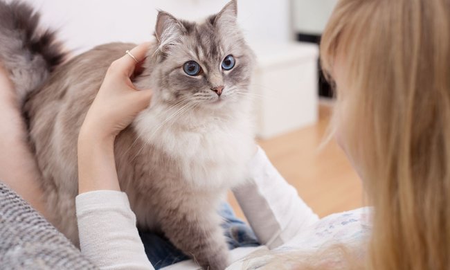 Кошка