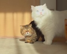 Удивленные коты