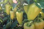 Щедрий урожай перцю, фото: youtube.com