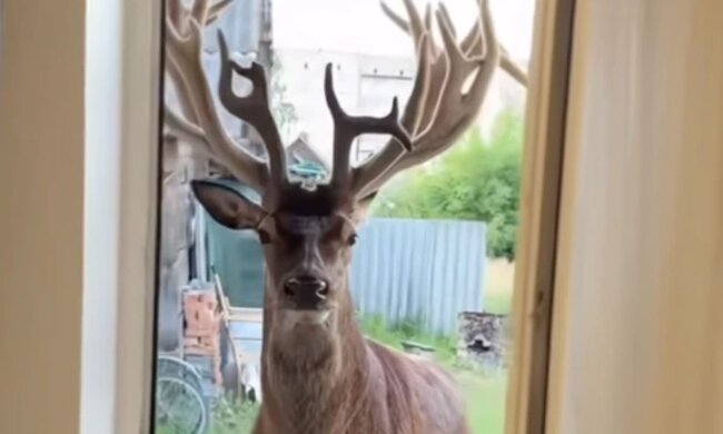 Олень Борис, аварія, тварину зло авто. Фото: Telegram