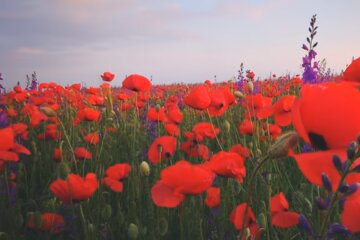 Маковое поле. Фото: скриншот YouTube-видео