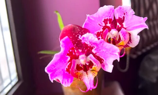 Орхідея. Фото: YouTube