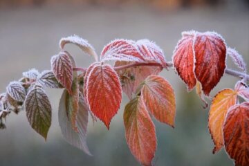 Поздняя осень. Фото: скриншот YouTube-видео