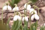 Подснежники. Фото: скриншот YouTube-видео