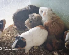Пожежа у харківському зоопарку після обстрілу російськими дронами