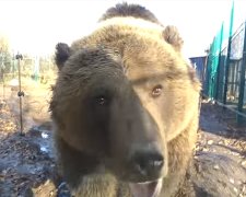 Располневшего медведя посадили на диету сотрудники зоопарка, фото: Скриншот YouTube