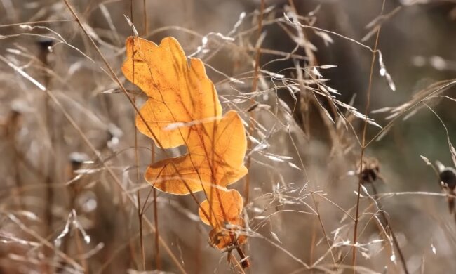 Природа. Фото: YouTube, скрин