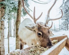 Від -20 до нуля: Діденко сказала, коли зима почне відступати — прогноз на 15 січня