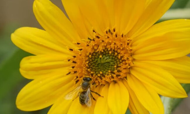 Квітка та бджола. Фото: скріншот YouTube-відео