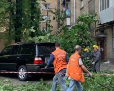 Берегите автомобили и головы: в Киеве опять падают деревья, подробности